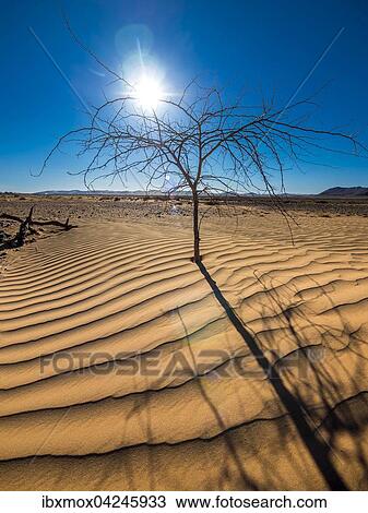 Vertrockneter Baum im Sand Kulala Wilderness Reserve am Rand der Namib Wuste, Hardap, Namibia, Afrika View Large Photo Image Stock Image - Vertrockneter Baum im Sand Kulala Wilderness Reserve am Rand der Namib Wuste, Hardap, Namibia, Afrika. Fotosearch