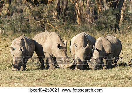 Vier Breitmaulnashorner (Ceratotherium simum) beim Fressen, Lake Nakuru Nationalpark, Kenia, Afrika View Large Photo Image Stock Image - Vier Breitmaulnashorner (Ceratotherium simum) beim Fressen, Lake Nakuru Nationalpark, Kenia, Afrika. Fotosearch