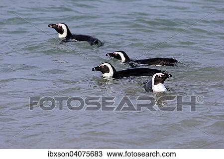 Vier Brillenpinguine (Spheniscus demersus), schwimmend, im Wasser, Boulders Beach, Simon's Town, Westkap, Sudafrika View Large Photo Image Stock Image - Vier Brillenpinguine (Spheniscus demersus), schwimmend, im Wasser, Boulders Beach, Simon's Town, Westkap, Sudafrika. Fotosearch