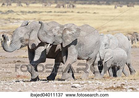 Vier junge Afrikanische Elefanten (Loxodonta africana), Etosha-Nationalpark, Namibia, Afrika View Large Photo Image Stock Photo - Vier junge Afrikanische Elefanten (Loxodonta africana), Etosha-Nationalpark, Namibia, Afrika. Fotosearch