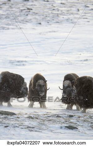 Vier mannliche Moschusochsen (Ovibos moschatus), Dovrefjell-Sunndalsfjella Nationalpark, Norwegen, Europa View Large Photo Image Stock Photo - Vier mannliche Moschusochsen (Ovibos moschatus), Dovrefjell-Sunndalsfjella Nationalpark, Norwegen, Europa. Fotosearch
