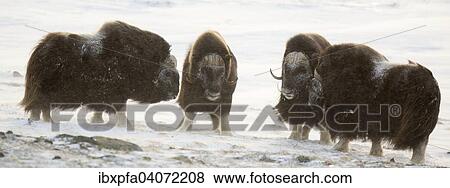 Stock Photo - Vier mannliche Moschusochsen (Ovibos moschatus), Dovrefjell-Sunndalsfjella Nationalpark, Norwegen, Europa. Fotosearch