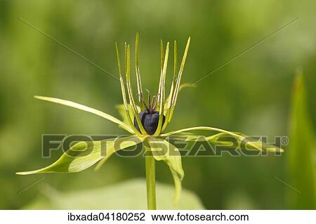 Stock Image - Vierblattrige Einbeere (Paris quadrifolia), Blute, Naturschutzgebiet Mackenberg, Nordrhein-Westfalen, Deutschland, Europa. Fotosearch