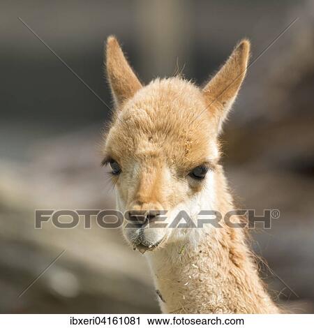 Vikunja (Vicugna vicugna), Tierportrat, captive, Vorkommen Sudamerika View Large Photo Image Stock Image - Vikunja (Vicugna vicugna), Tierportrat, captive, Vorkommen Sudamerika. Fotosearch
