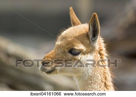 Vikunja (Vicugna vicugna), Tierportrat, captive, Vorkommen Sudamerika View Large Photo Image Stock Photograph - Vikunja (Vicugna vicugna), Tierportrat, captive, Vorkommen Sudamerika. Fotosearch