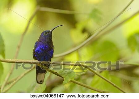 Violettdegenflugel (Campylopterus hemileucurus) auf Zweig, Vara Blanca, Alajuela, Costa Rica, Nordamerika View Large Photo Image Stock Photo - Violettdegenflugel (Campylopterus hemileucurus) auf Zweig, Vara Blanca, Alajuela, Costa Rica, Nordamerika. Fotosearch