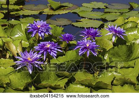 Stock Photography - Violette Lotosblumen (Nelumbo sp. ), Lotos, Lotosbluten, Thailand, Asien. Fotosearch