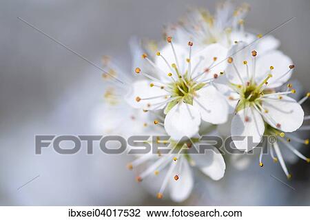 Vogel-Kirsch Blute (Prunus avium), Deutschland, Europa View Large Photo Image Stock Image - Vogel-Kirsch Blute (Prunus avium), Deutschland, Europa. Fotosearch