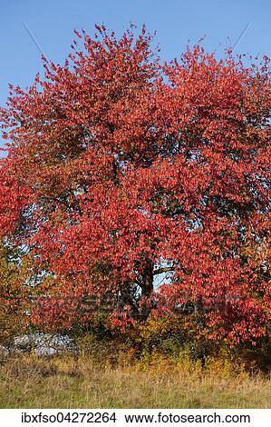 Picture - Vogelkirsche, Vogel-Kirsche (Prunus avium) mit rot verfarbten Blattern im Herbst, Thuringen, Deutschland, Europa. Fotosearch
