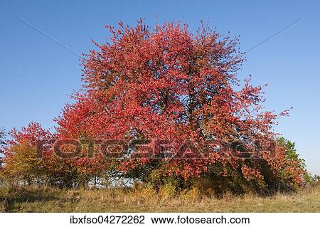 Stock Image - Vogelkirsche, Vogel-Kirsche (Prunus avium) mit rot verfarbten Blattern im Herbst, Thuringen, Deutschland, Europa. Fotosearch