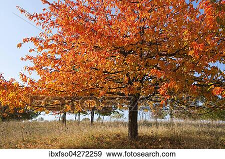 Stock Photo - Vogelkirsche, Vogel-Kirsche (Prunus avium), Streuobstwiese im Herbst, Thuringen, Deutschland, Europa. Fotosearch