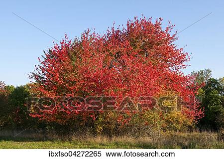 Stock Photography - Vogelkirsche, Vogel-Kirsche (Prunus avium) mit rot verfarbten Blattern im Herbst, Thuringen, Deutschland, Europa. Fotosearch