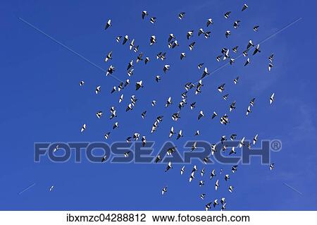 Vogelschwarm, Schwarm Haustauben im Flug, blauer Himmel, Bayern, Deutschland, Europa View Large Photo Image Stock Image - Vogelschwarm, Schwarm Haustauben im Flug, blauer Himmel, Bayern, Deutschland, Europa. Fotosearch