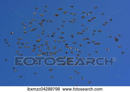 Vogelschwarm, Schwarm Haustauben im Flug, blauer Himmel, Bayern, Deutschland, Europa View Large Photo Image Stock Photo - Vogelschwarm, Schwarm Haustauben im Flug, blauer Himmel, Bayern, Deutschland, Europa. Fotosearch