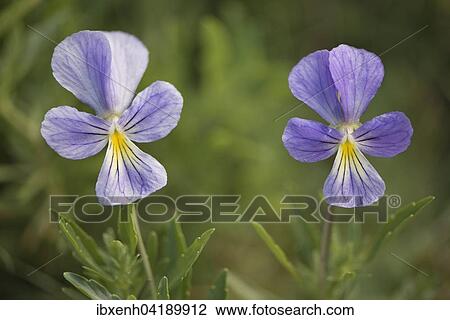 Vogesen-Veilchen (Viola lutea), Vogesen, Elsass-Lothringen, Frankreich, Europa View Large Photo Image Stock Image - Vogesen-Veilchen (Viola lutea), Vogesen, Elsass-Lothringen, Frankreich, Europa. Fotosearch