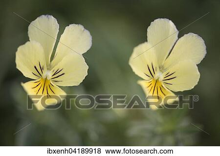 Vogesen-Veilchen (Viola lutea), Vogesen, Elsass-Lothringen, Frankreich, Europa View Large Photo Image Stock Photo - Vogesen-Veilchen (Viola lutea), Vogesen, Elsass-Lothringen, Frankreich, Europa. Fotosearch