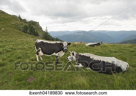Stock Image - Vogesenrind (Bos primigenius taurus), seltene, vom Aussterben bedrohte Rinderrasse, Vogesen, Elsass-Lothringen, Frankreich, Europa. Fotosearch