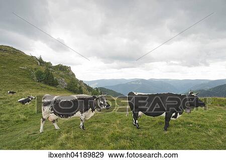 Vogesenrind (Bos primigenius taurus), seltene, vom Aussterben bedrohte Rinderrasse, Vogesen, Elsass-Lothringen, Frankreich, Europa View Large Photo Image Stock Photo - Vogesenrind (Bos primigenius taurus), seltene, vom Aussterben bedrohte Rinderrasse, Vogesen, Elsass-Lothringen, Frankreich, Europa. Fotosearch