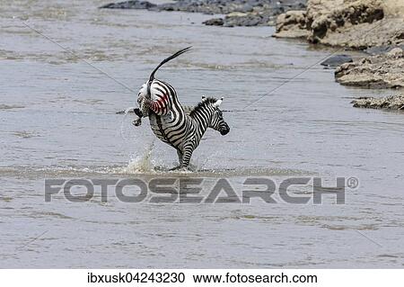 Von Nilkrokodilen (Crocodylus niloticus) verletztes Zebra (Equus quagga) beim Durchqueren des Flusses, Mara River, Masai Mara, Narok County, Kenia, Afrika View Large Photo Image Stock Image - Von Nilkrokodilen (Crocodylus niloticus) verletztes Zebra (Equus quagga) beim Durchqueren des Flusses, Mara River, Masai Mara, Narok County, Kenia, Afrika. Fotosearch