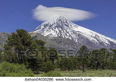 Stock Photograph - Vulkan Lanin und Chilenische Araukarie (Araucaria araucana), Neuquen, Argentinien, Sudamerika. Fotosearch