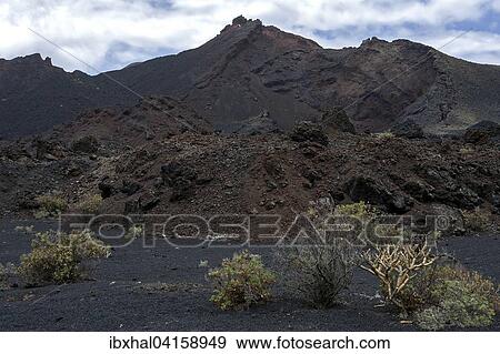 Vulkanlandschaft, Lava, typische Vegetation, bei Fuencaliente, La Palma, Kanarische Inseln, Spanien, Europa View Large Photo Image Stock Photo - Vulkanlandschaft, Lava, typische Vegetation, bei Fuencaliente, La Palma, Kanarische Inseln, Spanien, Europa. Fotosearch