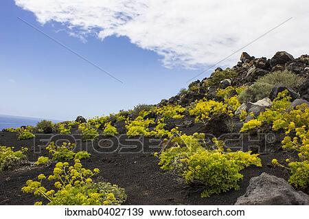 Vulkanlandschaft, Lavalandschaft, Sudkap Punta de Fuencaliente, Monumento Natural de Los Volcanes de Teneguia Park, Fuencaliente, La Palma, Kanarische Inseln, Spanien, Europa View Large Photo Image Stock Photo - Vulkanlandschaft, Lavalandschaft, Sudkap Punta de Fuencaliente, Monumento Natural de Los Volcanes de Teneguia Park, Fuencaliente, La Palma, Kanarische Inseln, Spanien, Europa. Fotosearch