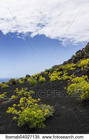 Stock Photography - Vulkanlandschaft, Lavalandschaft, Sudkap Punta de Fuencaliente, Monumento Natural de Los Volcanes de Teneguia Park, Fuencaliente, La Palma, Kanarische Inseln, Spanien, Europa. Fotosearch