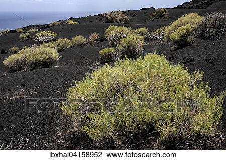 Vulkanlandschaft mit typischer Vegetation, bei Fuencaliente, La Palma, Kanarische Inseln, Spanien, Europa View Large Photo Image Stock Image - Vulkanlandschaft mit typischer Vegetation, bei Fuencaliente, La Palma, Kanarische Inseln, Spanien, Europa. Fotosearch
