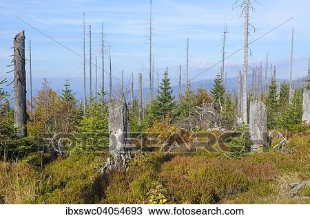 Stock Image - Wald aus jungen und abgestorbenen Baumen, Totholz, Herbstfarben, Lusen, Nationalpark Bayerischer Wald, Bayern, Deutschland, Europa. Fotosearch