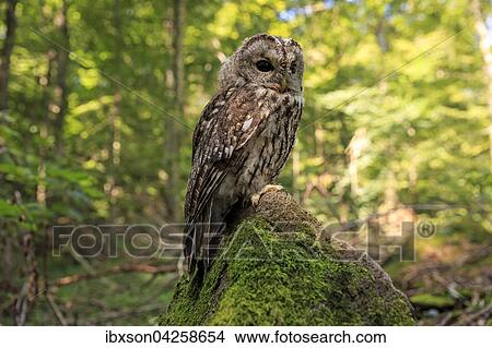 Waldkauz, (Strix aluco), adult auf Warte im Wald, Kasselburg, Eifel, Deutschland, Europa View Large Photo Image Picture - Waldkauz, (Strix aluco), adult auf Warte im Wald, Kasselburg, Eifel, Deutschland, Europa. Fotosearch