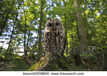 Stock Image - Waldkauz, (Strix aluco), adult auf Warte im Wald, Kasselburg, Eifel, Deutschland, Europa. Fotosearch
