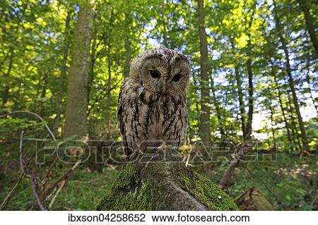 Waldkauz, (Strix aluco), adult auf Warte im Wald, Kasselburg, Eifel, Deutschland, Europa View Large Photo Image Stock Image - Waldkauz, (Strix aluco), adult auf Warte im Wald, Kasselburg, Eifel, Deutschland, Europa. Fotosearch