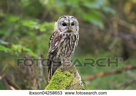 Waldkauz, (Strix aluco), adult auf Warte, Kasselburg, Eifel, Deutschland, Europa View Large Photo Image Stock Image - Waldkauz, (Strix aluco), adult auf Warte, Kasselburg, Eifel, Deutschland, Europa. Fotosearch