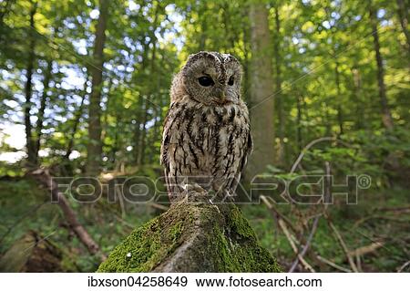 Waldkauz, (Strix aluco), adult auf Warte im Wald, Kasselburg, Eifel, Deutschland, Europa View Large Photo Image Stock Photo - Waldkauz, (Strix aluco), adult auf Warte im Wald, Kasselburg, Eifel, Deutschland, Europa. Fotosearch