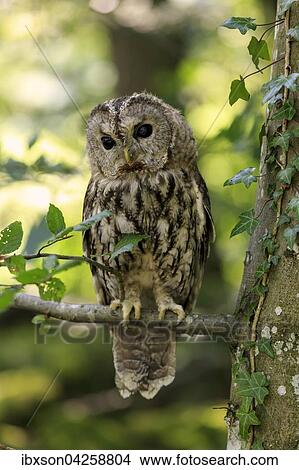Picture - Waldkauz, (Strix aluco), adult, sitzt auf Baum, Pelm, Kasselburg, Eifel, Deutschland, Europa. Fotosearch