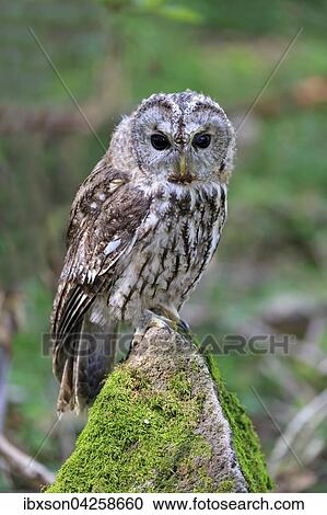 Stock Image - Waldkauz, (Strix aluco), adult, sitzt auf Baum, Pelm, Kasselburg, Eifel, Deutschland, Europa. Fotosearch