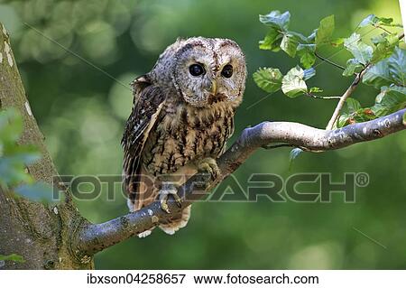 Stock Photo - Waldkauz, (Strix aluco), adult, sitzt auf Baum, Kasselburg, Eifel, Deutschland, Europa. Fotosearch