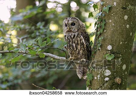 Stock Photo - Waldkauz, (Strix aluco), adult, sitzt auf Baum, Kasselburg, Eifel, Deutschland, Europa. Fotosearch