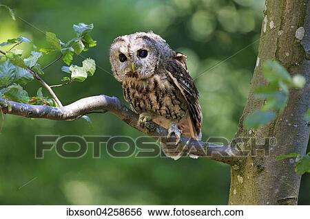 Waldkauz, (Strix aluco), adult, sitzt auf Baum, Kasselburg, Eifel, Deutschland, Europa View Large Photo Image Stock Photograph - Waldkauz, (Strix aluco), adult, sitzt auf Baum, Kasselburg, Eifel, Deutschland, Europa. Fotosearch