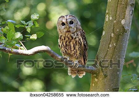 Stock Photography - Waldkauz, (Strix aluco), adult, sitzt auf Baum, Kasselburg, Eifel, Deutschland, Europa. Fotosearch