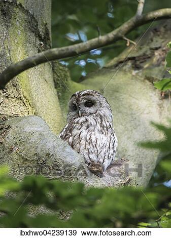 Stock Photo - Waldkauz (Strix aluco), mit erbeuteter Maus, Tagesversteck im Stamm einer Buche, Stadtwald Webicht, Weimar, Thuringen, Deutschland, Europa. Fotosearch