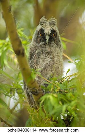 Waldohreule (Asio otus), Seewinkel, Burgenland, Osterreich, Europa View Large Photo Image Picture - Waldohreule (Asio otus), Seewinkel, Burgenland, Osterreich, Europa. Fotosearch