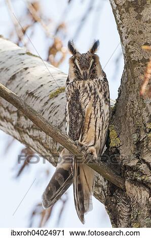 Waldohreule (Asio otus) sitzt auf Ast, Nationalpark Neusiedlersee, Burgenland, Osterreich, Europa View Large Photo Image Stock Image - Waldohreule (Asio otus) sitzt auf Ast, Nationalpark Neusiedlersee, Burgenland, Osterreich, Europa. Fotosearch