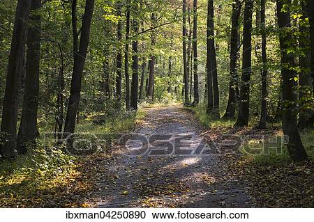 Waldweg im Naturschutzgebiet Grainberg-Kalbenstein, Unterfranken, Franken, Bayern, Deutschland, Europa View Large Photo Image Stock Image - Waldweg im Naturschutzgebiet Grainberg-Kalbenstein, Unterfranken, Franken, Bayern, Deutschland, Europa. Fotosearch