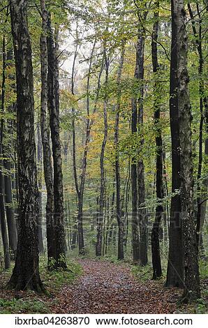 Waldweg zwischen Birken (Betula) im Herbst, Nordrhein-Westfalen, Deutschland, Europa View Large Photo Image Stock Image - Waldweg zwischen Birken (Betula) im Herbst, Nordrhein-Westfalen, Deutschland, Europa. Fotosearch