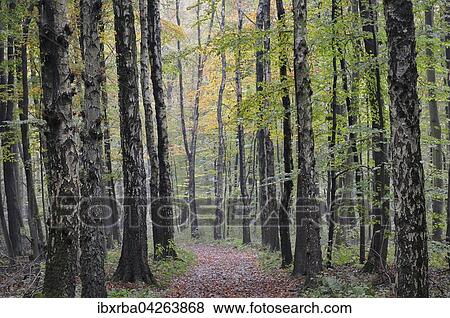 Stock Photo - Waldweg zwischen Birken (Betula) im Herbst, Nordrhein-Westfalen, Deutschland, Europa. Fotosearch