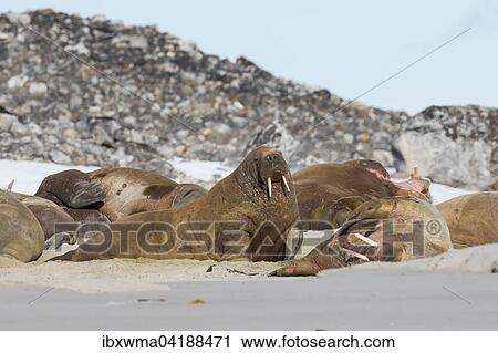 Walrosse (Odobenus rosmarus) am Strand, Spitzbergen, Norwegen, Europa View Large Photo Image Stock Image - Walrosse (Odobenus rosmarus) am Strand, Spitzbergen, Norwegen, Europa. Fotosearch