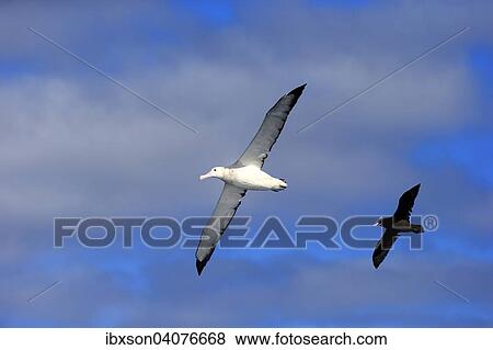 Wanderalbatros (Diomedea exulans), gefolgt von Weisskinn-Sturmvogel (Procellaria aequinoctialis), adult, fliegend, Kap der Guten Hoffnung, Sudafrika View Large Photo Image Stock Photo - Wanderalbatros (Diomedea exulans), gefolgt von Weisskinn-Sturmvogel (Procellaria aequinoctialis), adult, fliegend, Kap der Guten Hoffnung, Sudafrika. Fotosearch