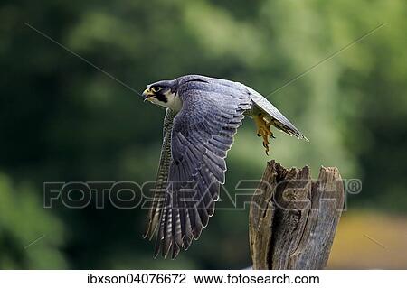Wanderfalke (Falco peregrinus), adult, auffliegend von Warte, captive, Eifel, Rheinland-Pfalz, Deutschland, Europa View Large Photo Image Stock Image - Wanderfalke (Falco peregrinus), adult, auffliegend von Warte, captive, Eifel, Rheinland-Pfalz, Deutschland, Europa. Fotosearch
