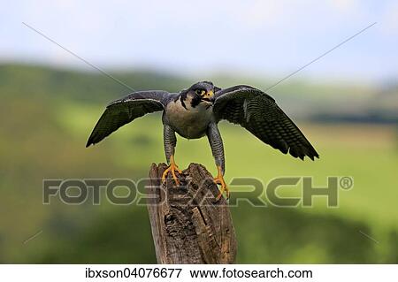 Wanderfalke (Falco peregrinus), adult, auffliegend von Warte, captive, Eifel, Rheinland-Pfalz, Deutschland, Europa View Large Photo Image Stock Photo - Wanderfalke (Falco peregrinus), adult, auffliegend von Warte, captive, Eifel, Rheinland-Pfalz, Deutschland, Europa. Fotosearch
